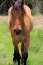 Piercing brown eyes of wild horse in meadow Royalty Free Stock Photo