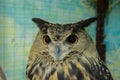 The piercing gaze of an eagle Owl. The owl sits in a locked cage Zoo overexposure.