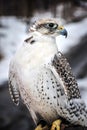 Piercing gaze White Gyrfalcon in winter