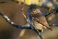 Piercing look of a Eurasian Pygmy Owl Royalty Free Stock Photo