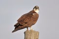 The piercing stare of the Osprey