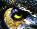 The piercing yellow eye of an owl