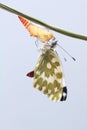 Pieridae butterfly Royalty Free Stock Photo