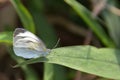 Pieridae butterfly closeup Royalty Free Stock Photo