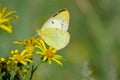 Colias hyale Royalty Free Stock Photo