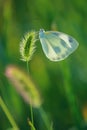 Pieridae butterfly Royalty Free Stock Photo