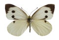 Isolated female Large White butterfly