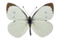 Pieris brassicae