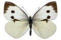 Pieris brassicae Royalty Free Stock Photo