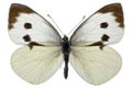 Pieris brassicae