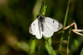 Pieris brassicae also called cabbage butterfly Royalty Free Stock Photo