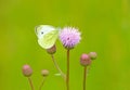 Pieris brassicae butterfly Royalty Free Stock Photo
