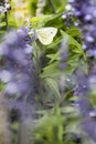 Pieris Brassicae Butterfly on Flofers Royalty Free Stock Photo