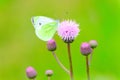 Pieris brassicae butterfly on flower Royalty Free Stock Photo