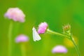 Pieris brassicae butterfly on flower Royalty Free Stock Photo
