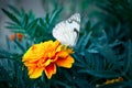 Pieris brassicae butterfly on marigold flower Royalty Free Stock Photo
