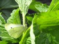 Pieris Brassicae, Cabbage white butterfly camouflaged on a leaf. Closeup Royalty Free Stock Photo