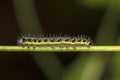 Pieris brassicae caterpillar