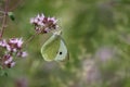Pieris brassicae, the large white, also called cabbage butterfly, cabbage white, cabbage moth, erroneously Royalty Free Stock Photo