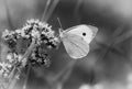 Pieris brassicae, the large white, also called cabbage butterfly, cabbage white, cabbage moth, erroneously Royalty Free Stock Photo