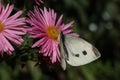 Pieris brassicae, the large white, also called cabbage butterfly, cabbage white, cabbage moth on a pink aster flower Royalty Free Stock Photo