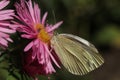 Pieris brassicae, the large white, also called cabbage butterfly, cabbage white, cabbage moth on a pink aster flower Royalty Free Stock Photo