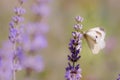 Pieris brassicae, the large white, also called cabbage butterfly Royalty Free Stock Photo