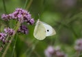 Pieris brassicae, the large white, also called cabbage butterfly, cabbage white, cabbage moth, erroneously Royalty Free Stock Photo