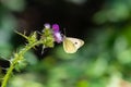 Pieris brassicae, the large white, also called cabbage butterfly, cabbage white, cabbage moth, or in India the large cabbage white Royalty Free Stock Photo