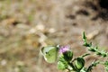 Pieris brassicae the large white, cabbage butterfly or moth sitting on purple milk thistle flower, close up macro detail Royalty Free Stock Photo