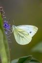 Pieris brassicae, the large white or cabbage butterfly pollinating