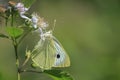 Pieris brassicae, the large white or cabbage butterfly pollinating Royalty Free Stock Photo