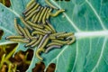 Pieris brassicae larvae Royalty Free Stock Photo