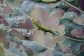 Pieris brassicae larvae Royalty Free Stock Photo