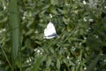 Pieris brassicae on a small flower among different grass in a meadow