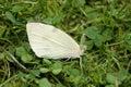 Pieris Brassicae White Butterfly Royalty Free Stock Photo