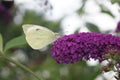 Pieris Brassicae White Butterfly Royalty Free Stock Photo