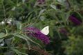 Pieris Brassicae White Butterfly Royalty Free Stock Photo