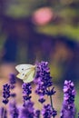 Pieris Butterfly collecting pollen from Lavender Flower