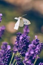 Pieris Butterfly flying over Lavender Flower