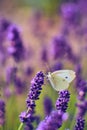 Pieris Butterfly sitting on Lavender Flower