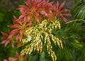 Pieris forest flame garden plant.