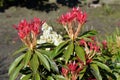 Pieris Forest Flame red leaves
