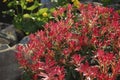 Pieris japonica Flaming Silver evergreen shrub with purple-pink foliage grown in the rock park. Royalty Free Stock Photo