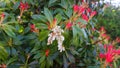 Pieris Japonica Forest Flame branch with white bell-shaped flowers and brightly colored young leaves. Known commonly in North Amer