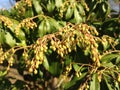 Pieris Japonica, Japanese Andromeda 'Temple Bells' Plant Blossoming.