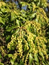 Pieris Japonica, Japanese Andromeda 'Temple Bells' Plant Blossoming.