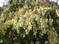 Pieris Japonica, Japanese Andromeda 'Temple Bells' Plant Blossoming.