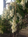 Pieris Japonica, Japanese Andromeda 'Temple Bells' Plant Blossoming.