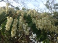 Pieris Japonica, Japanese Andromeda 'Temple Bells' Plant Blossoming.